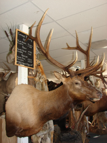 Elk shoulder mount 340 class-